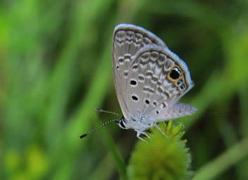 Ceraunus Blue